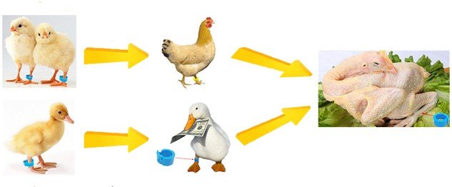 Ứng dụng RFID trong quản lý gia cầm Các loại thẻ trong hệ thống RFID quản lý gia cầm