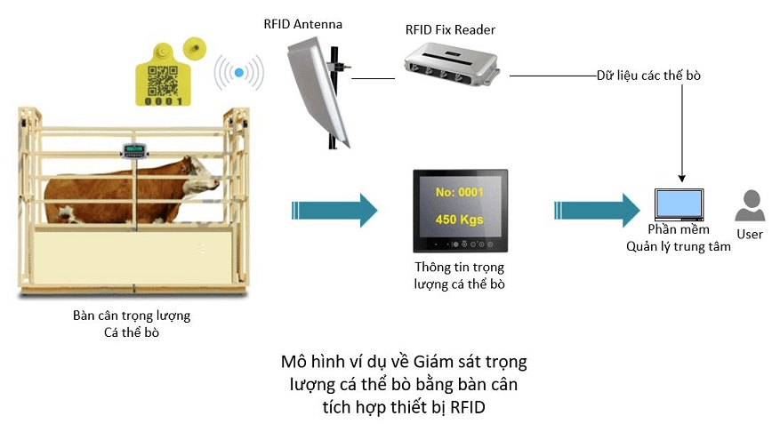 Ứng dụng công nghệ RFID trong ngành chăn nuôi bò Mô hình giám sát trọng lượng cá thể bò tích hợp với hệ thống nhận diện bằng công nghệ RFID