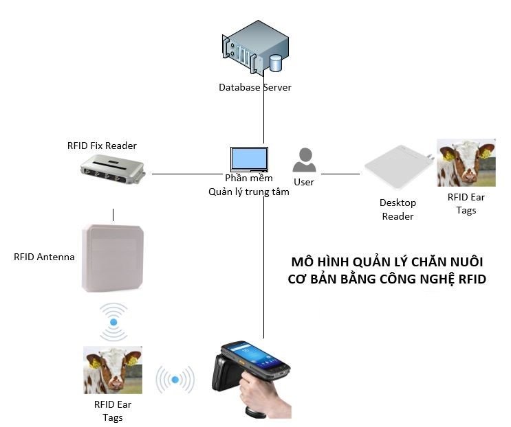 Ứng dụng công nghệ RFID trong ngành chăn nuôi bò Mô hình quản lý chăn nuôi bằng công nghệ RFID cơ bản