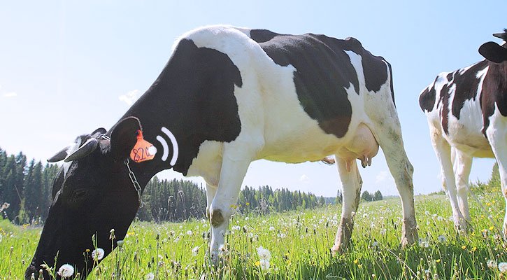 Quản lý chăn nuôi bò bằng công nghệ RFID