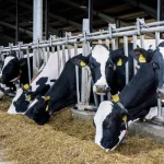 Trackify - Tư vấn và triển khai giải pháp RFID Giải pháp RFID trong lĩnh vực chăn nuôi