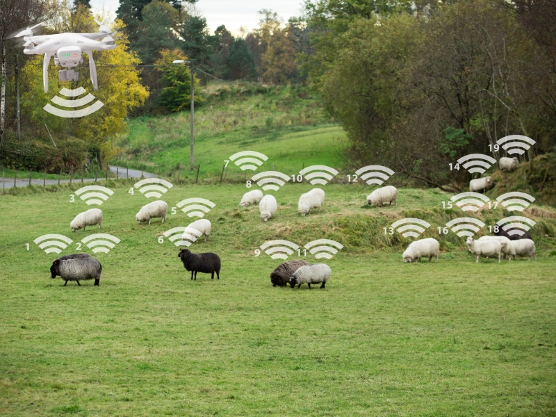 RFID trong quản lý gia súc: 7 lợi ích và hướng dẫn triển khai Có nên triển khai RFID cho quản lý gia súc?