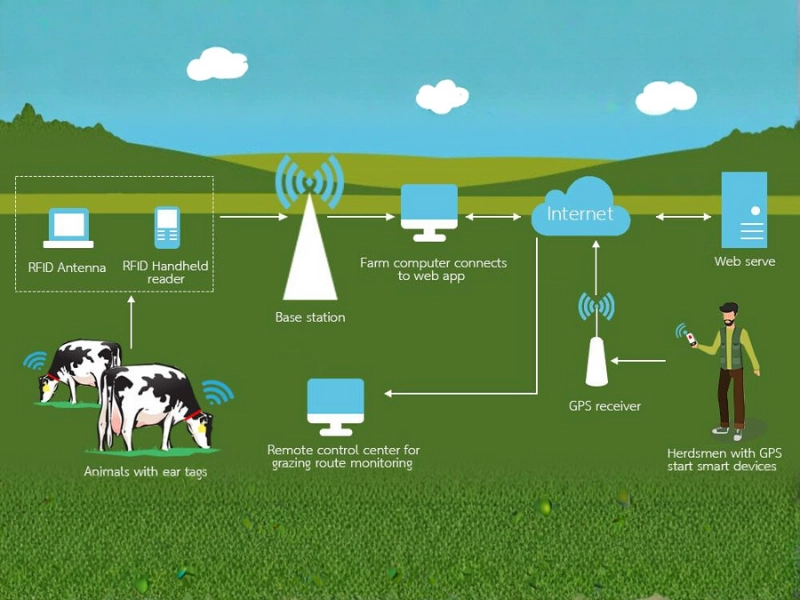 RFID trong quản lý gia súc: 7 lợi ích và hướng dẫn triển khai Hệ thống RFID trong quản lý gia súc