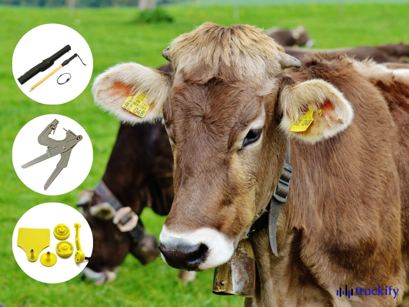 RFID trong quản lý gia súc: 7 lợi ích và hướng dẫn triển khai Nhận dạng và theo dõi gia súc