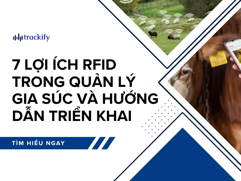 RFID trong quản lý gia súc: 7 lợi ích và hướng dẫn triển khai