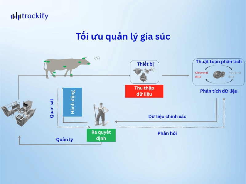 RFID trong quản lý gia súc: 7 lợi ích và hướng dẫn triển khai Tối ưu quản lý gia súc