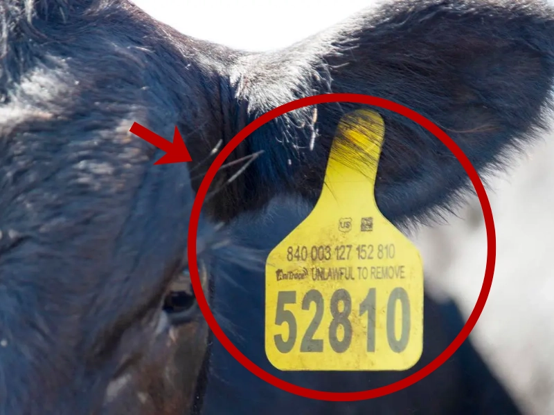 Thẻ RFID LF là gì? Ưu nhược điểm - Ứng dụng - Tiêu chuẩn Ứng dụng thẻ RFID LF phổ biến: quản lý gia súc