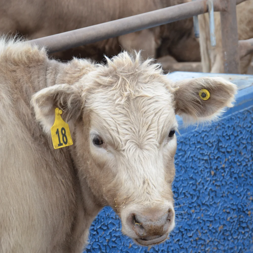 Thẻ RFID đeo tai gia súc (RFID Ear Tags, RFID Livestock Ear Tags)